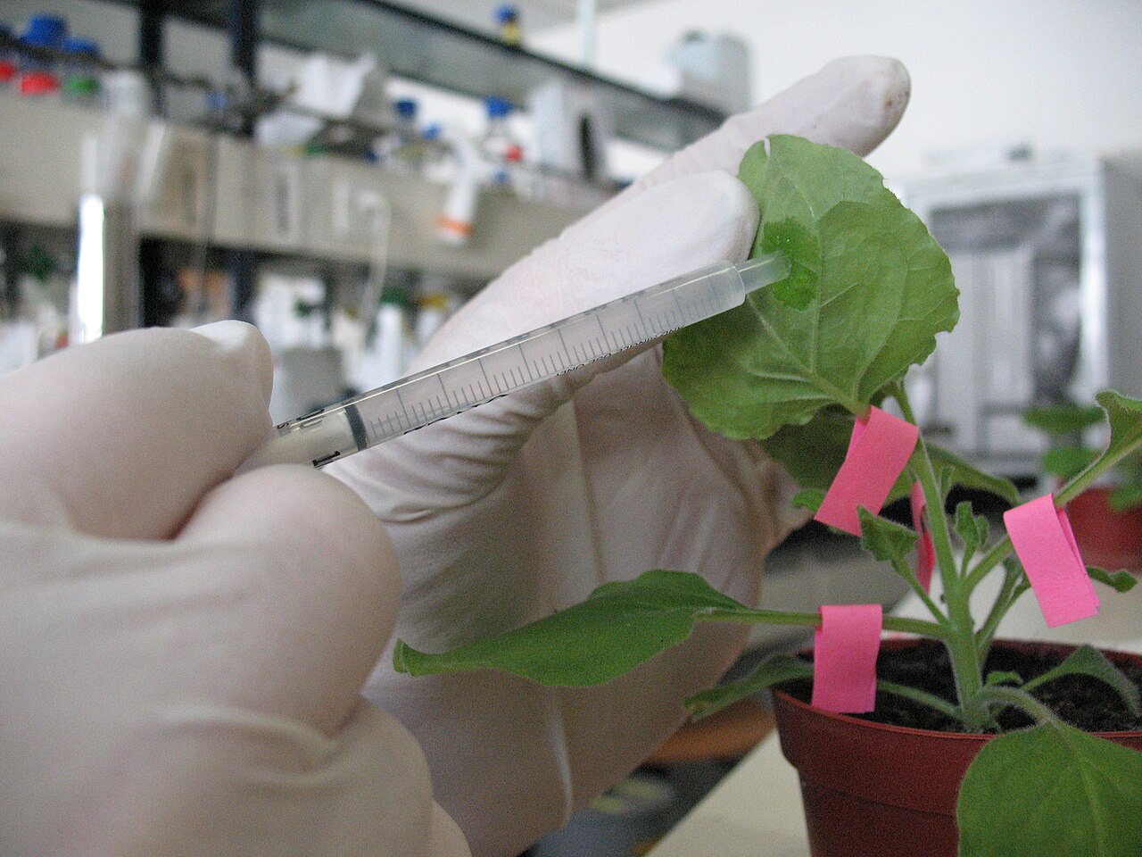 Infiltración de una hoja de Nicotiana benthamiana con una jeringa en laboratorio