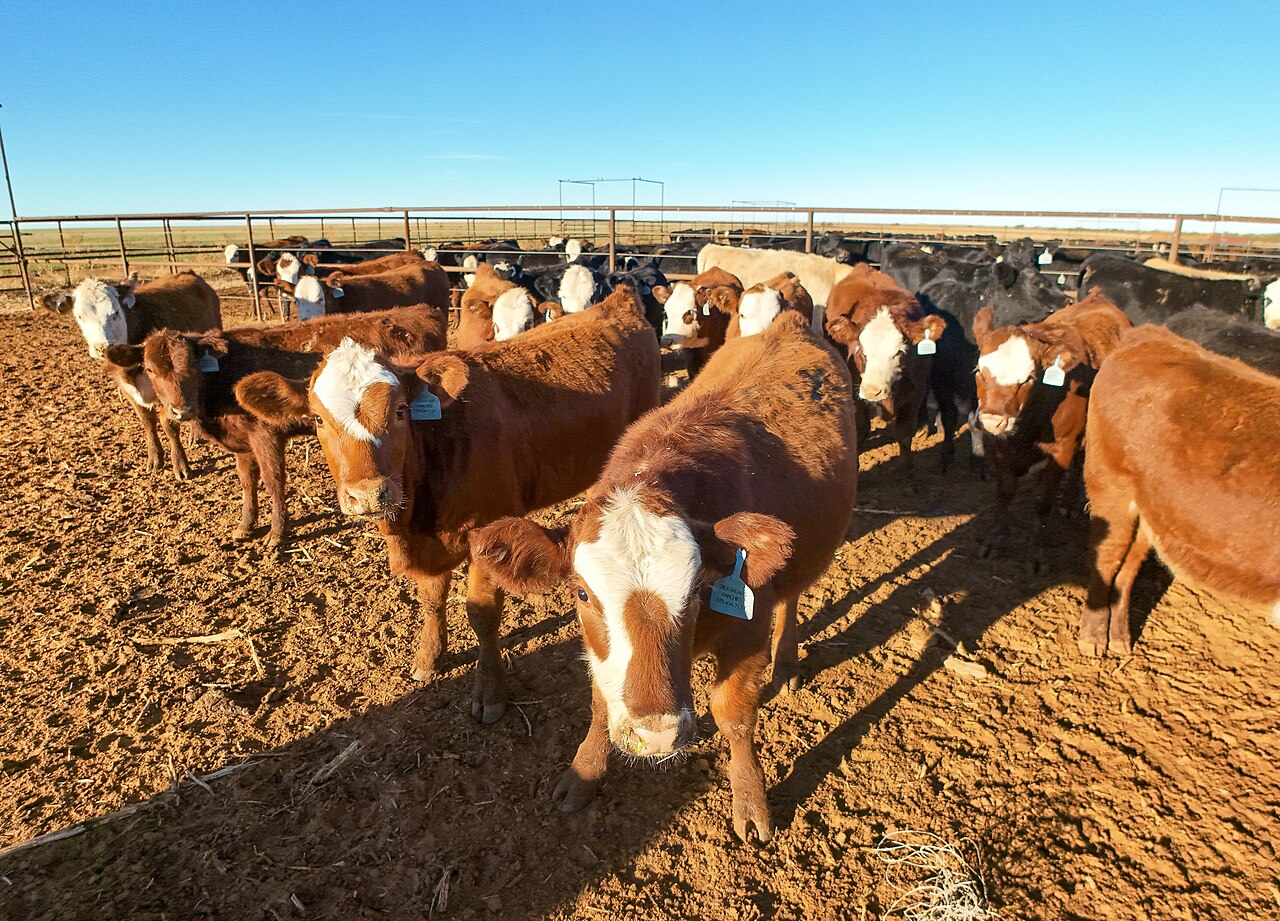 Ganado bovino en un feedlot
